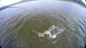 A musky that snagged the bait near the top of the water while the fish is being reeled in. Some splashing around of the water from the fish can dictate the struggle.