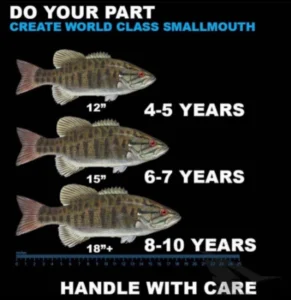 Chart of small to large sized smallmouth bass against a ruler and an approximate age for each length of fish.