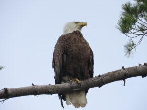 A bald eagle resting on a tree branch with it's head turned to the right side.