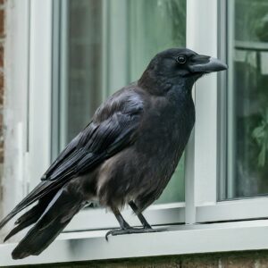 A big black crow sitting on an outside windowsill looking in.